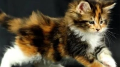 Як назвати tricolor cat або cat: різні варіанти вибору імен